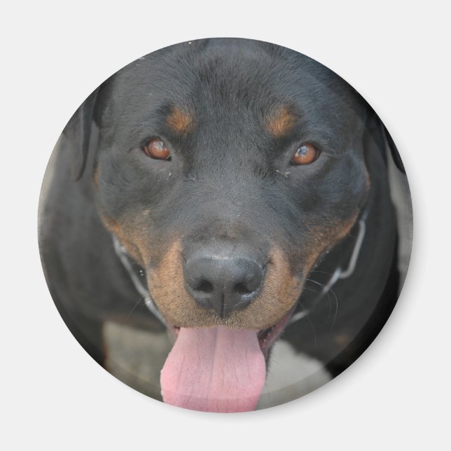Imán Rottweiler Picture Round Magnet (Frente)