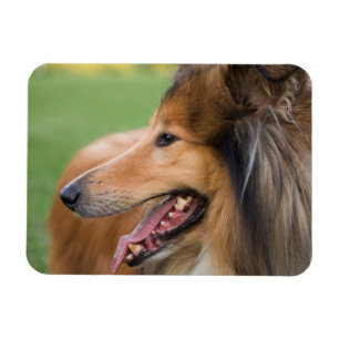 Imán Rough Collie Face