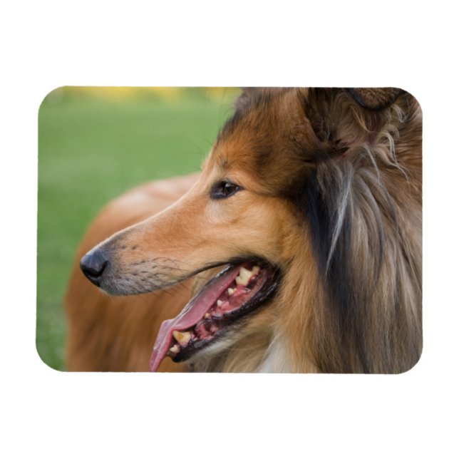 Imán Rough Collie Face (Horizontal)