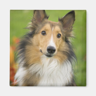 Imán Rough Collie, perro