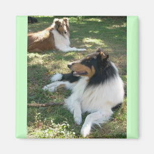 Imán Rough Collies