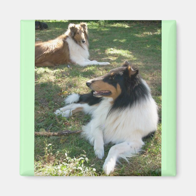 Imán Rough Collies (Frente)