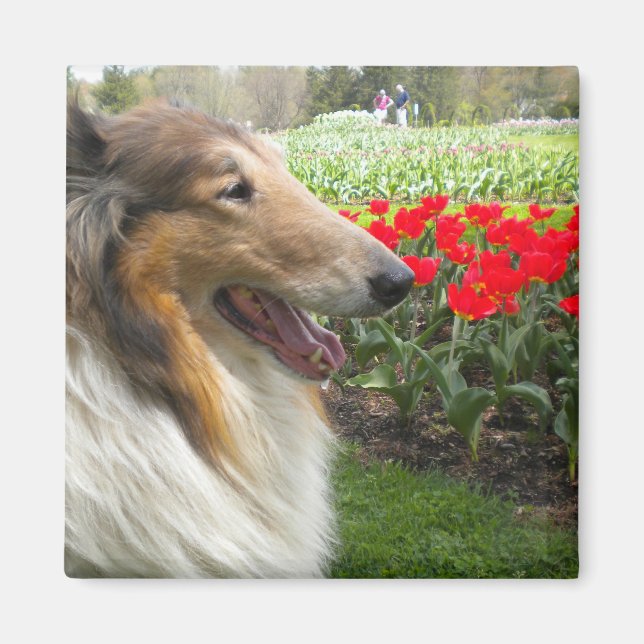Imán Rough Sable Collie n Tulips Magnet (Frente)