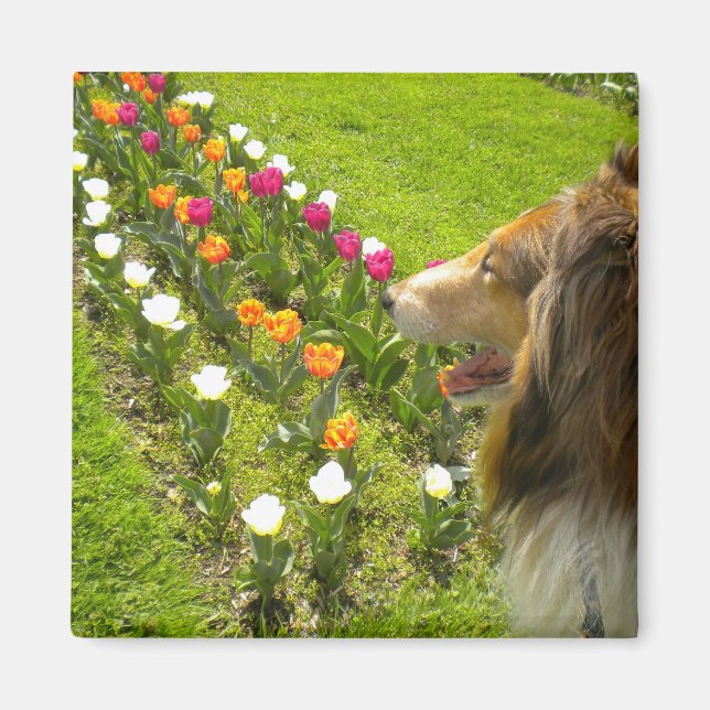 Imán Rough Sable Collie N Tulips Magnet (Frente)