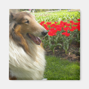 Imán Rough Sable Collie n Tulips Magnet