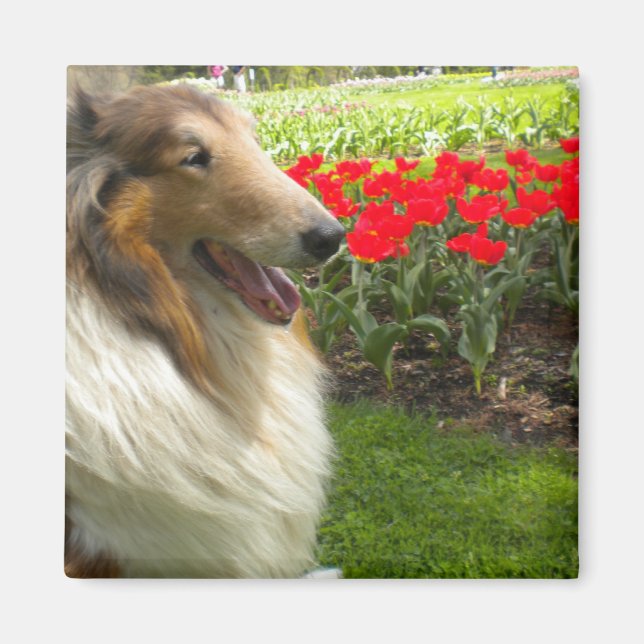 Imán Rough Sable Collie n Tulips Magnet (Frente)