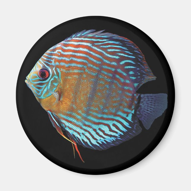 Imán Royal Blue Discus (Frente)
