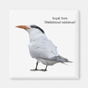 Imán Royal Tern