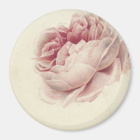 Roze Roos (1792) – Intemporales grabados botánicos