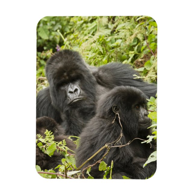 Imán Ruanda, Parque Nacional de los Volcanes (Vertical)
