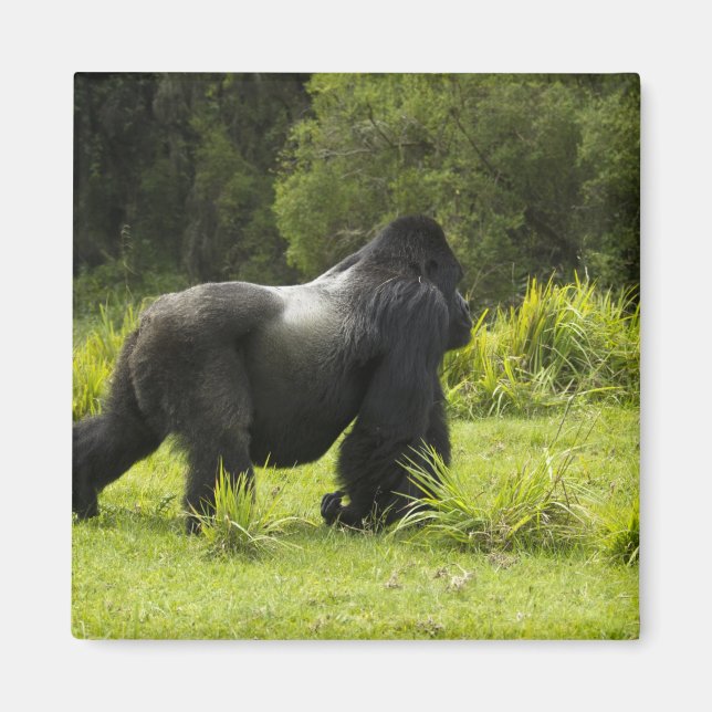 Imán Ruanda, Parque Nacional de los Volcanes (Frente)