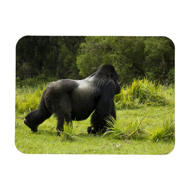 Imán Ruanda, Parque Nacional de los Volcanes (Horizontal)