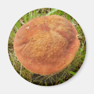 Imán Ruby Bolete Mushroom Magnet