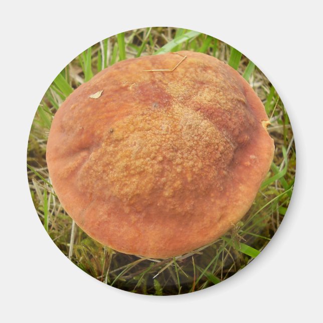 Imán Ruby Bolete Mushroom Magnet (Frente)