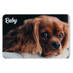 Imán Ruby Cavalier King Charles Spaniel