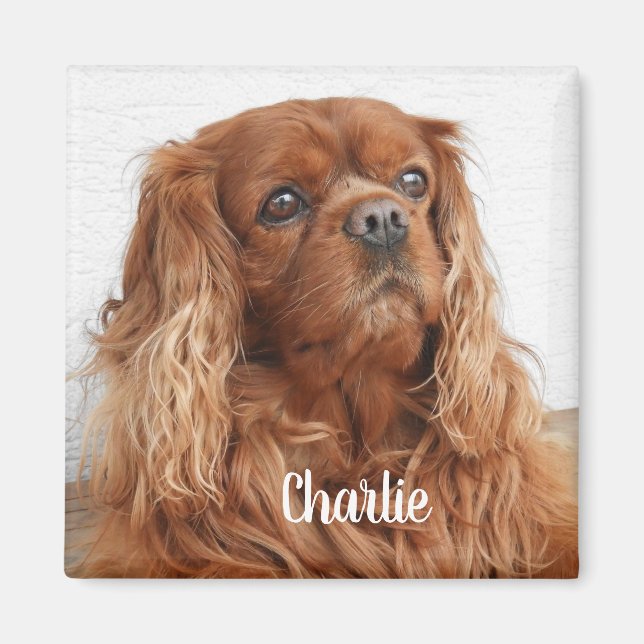 Imán Ruby Cavalier King Charles Spaniel Dog Magnet (Frente)
