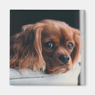 Imán Ruby Cavalier Rey Carlos Español Perro