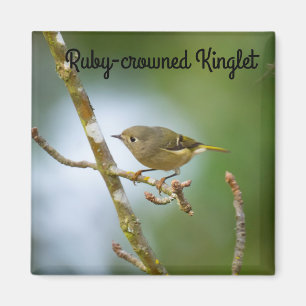 Imán Ruby Crowed Kinglet