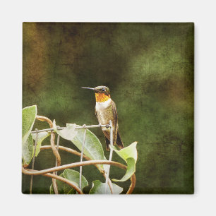 Imán Ruby Throed Hummingbird