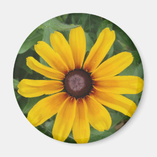 Imán Rudbeckia Magnet