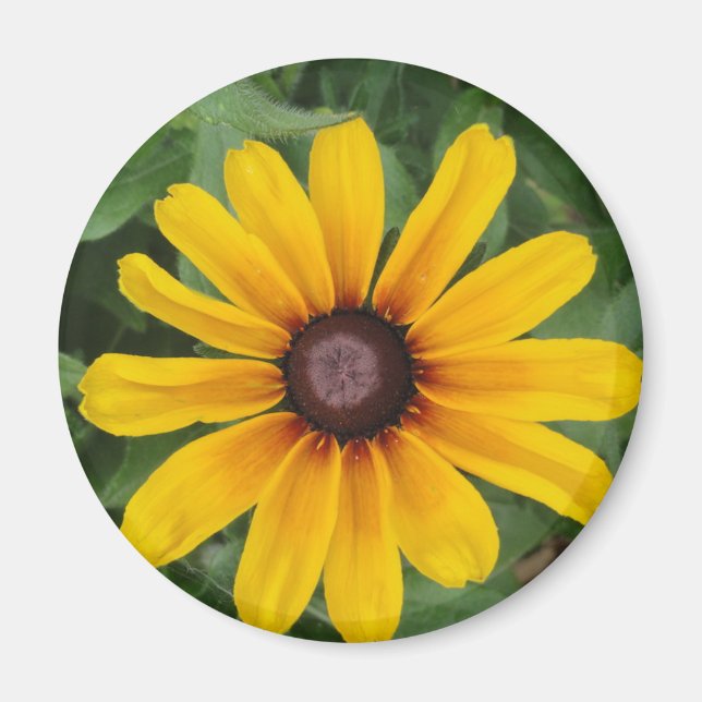 Imán Rudbeckia Magnet (Frente)