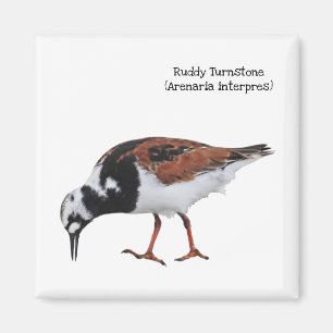 Imán Ruddy Turnstone