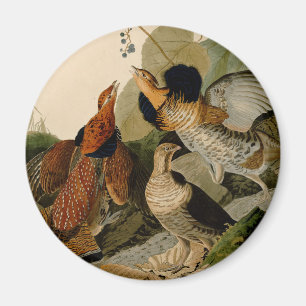 Imán Ruffed Grouse Audubon Game Bird