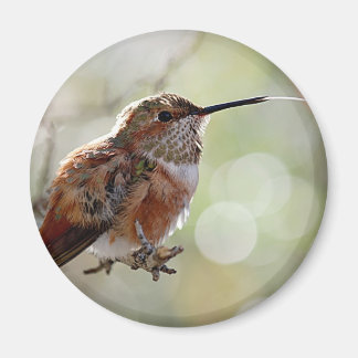 Imán Rufous Hummingbird Tounge