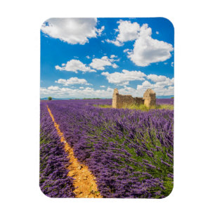 Imán Ruina en campo de lavanda, Francia