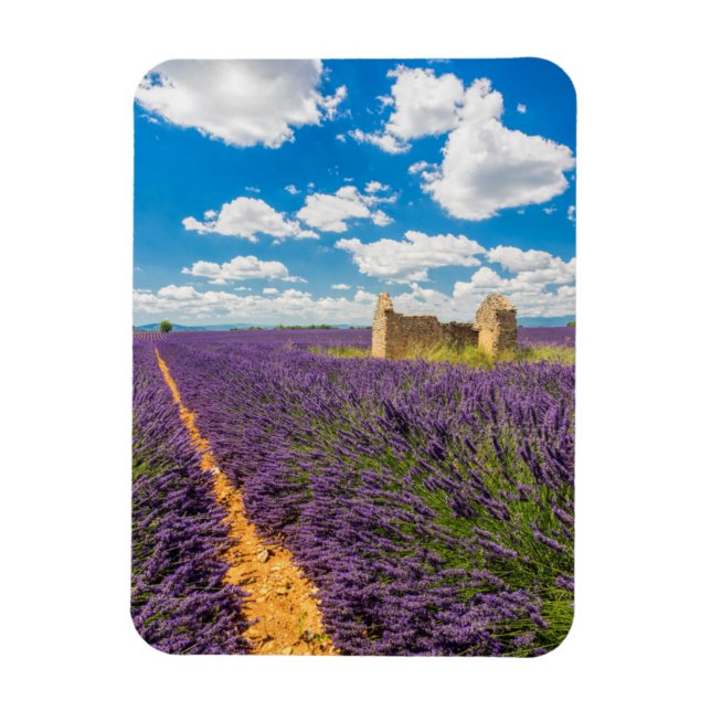 Imán Ruina en campo de lavanda, Francia (Vertical)