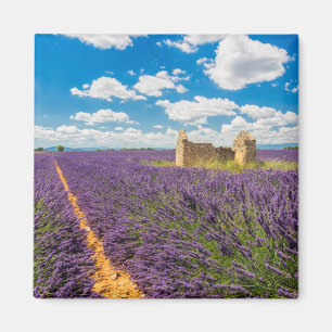 Imán Ruina en campo de lavanda, Francia