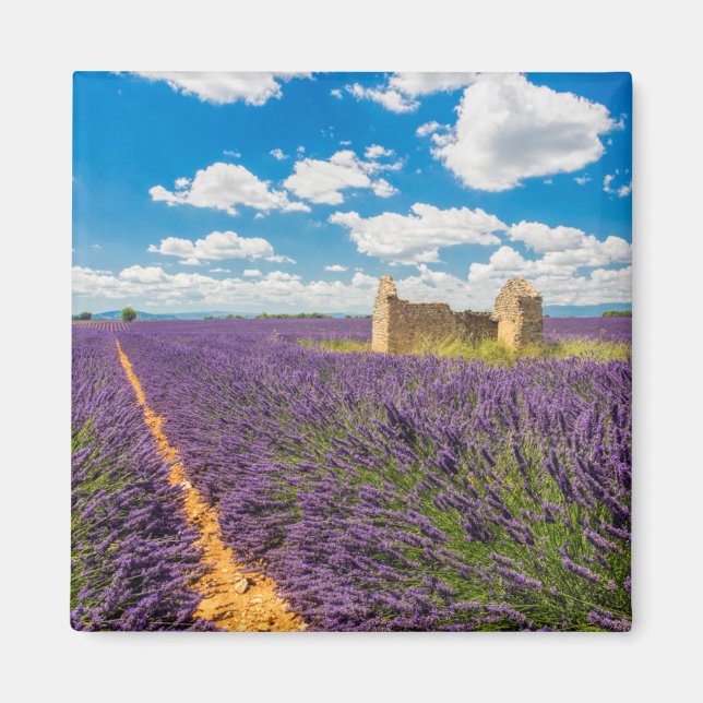 Imán Ruina en el campo de lavanda, Francia (Frente)