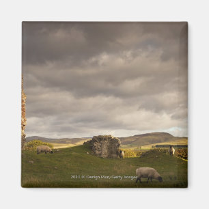 Imán Ruinas del castillo de Cessford con las ovejas que