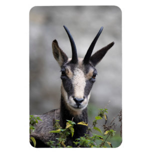 Imán Rupicapra rupicapra