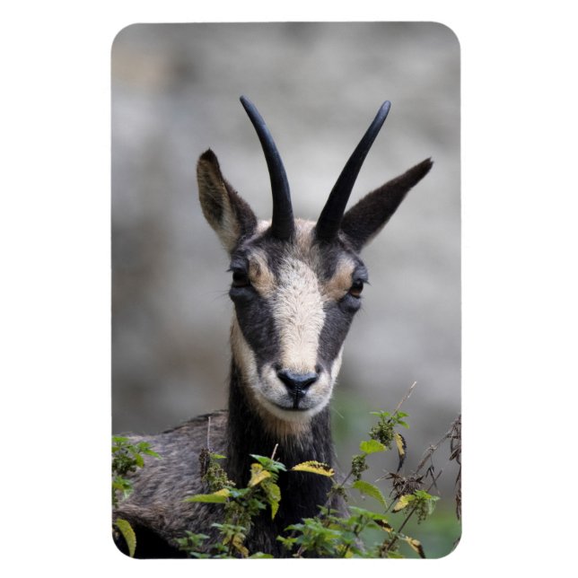 Imán Rupicapra rupicapra (Vertical)