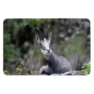 Imán Rupicapra rupicapra