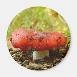Imán Russula Emetica Magnet