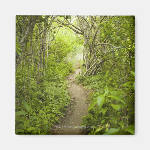 Imán Ruta a través del bosque