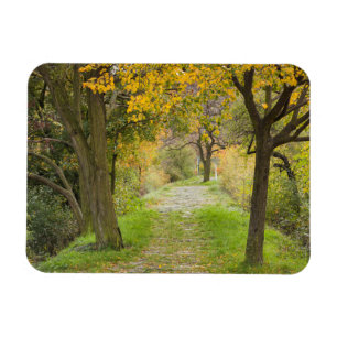 Imán Ruta bordeada de árboles en otoño