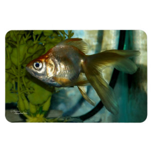 Imán Ryukin goldfish Premium Flexi Magnet