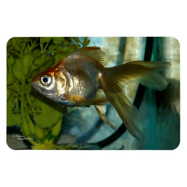 Imán Ryukin goldfish Premium Flexi Magnet (Horizontal)