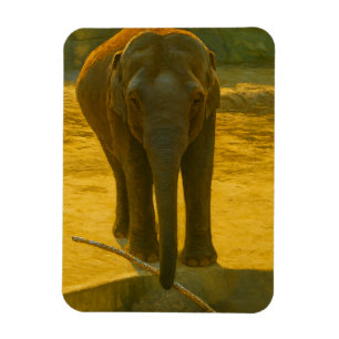 Imán Sabiduría del Elefante Dorado - Vida salvaje majes