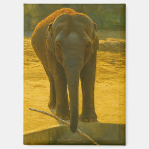 Imán Sabiduría del Elefante Dorado - Vida salvaje majes