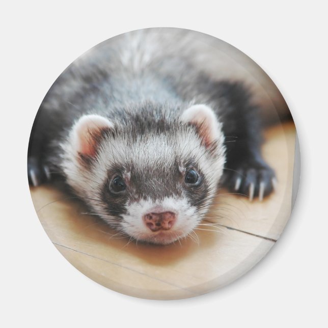 Imán Sable Ferret (Frente)