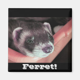 Imán Sable Ferret Magnet