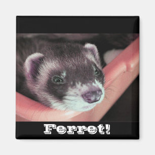 Imán Sable Ferret Magnet