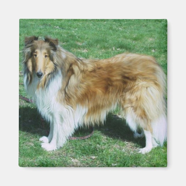 Imán Sable Rough Collie (Frente)