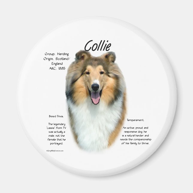 Imán Sable Rough Collie Conoce la Raza - Magnet (Frente)