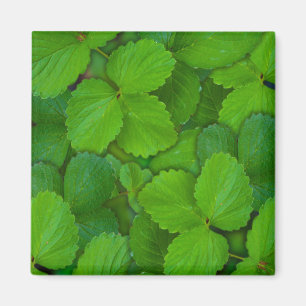 Imán Sacro Basil Hojas de la Moneda Verde de Tulsi