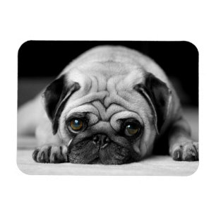 Imán Sad Pug